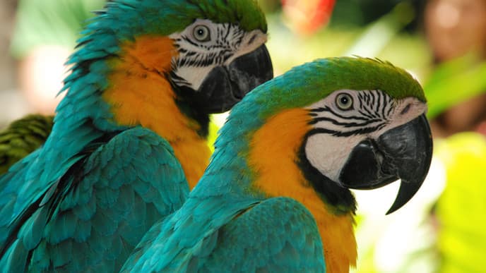 Beginn des Regenwaldabenteuers