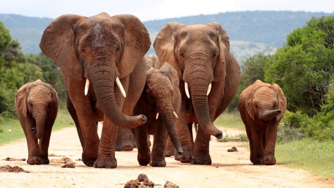 Elephant Herds and Majestic Baobabs at Tarangire