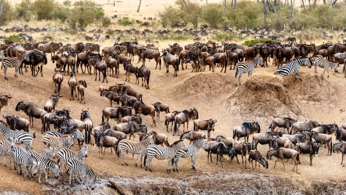 Game drives & Maasai culture