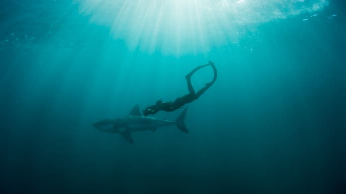 Weiße Haie hautnah in Gansbaai