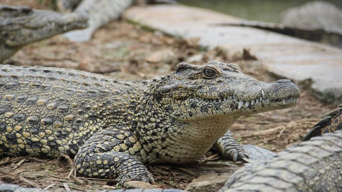 Get Up Close to Cuba's Wildlife