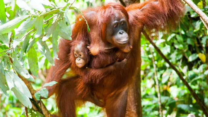 Orang-Utans und andere Tiere