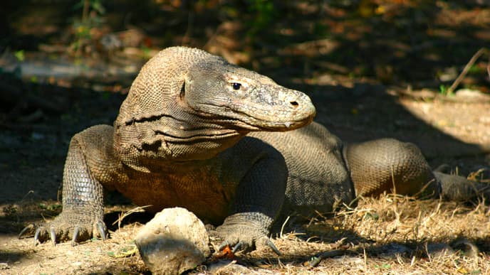 Berühmte Komodowarane hautnah erleben