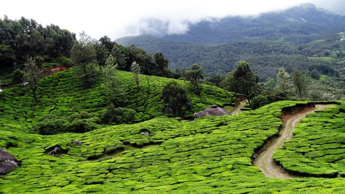 All of Munnar's picturesque sights