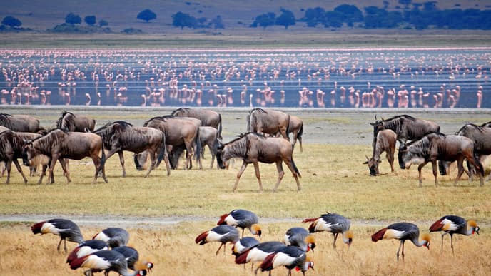 Spitzmaulnashörner im Ngorongoro-Krater