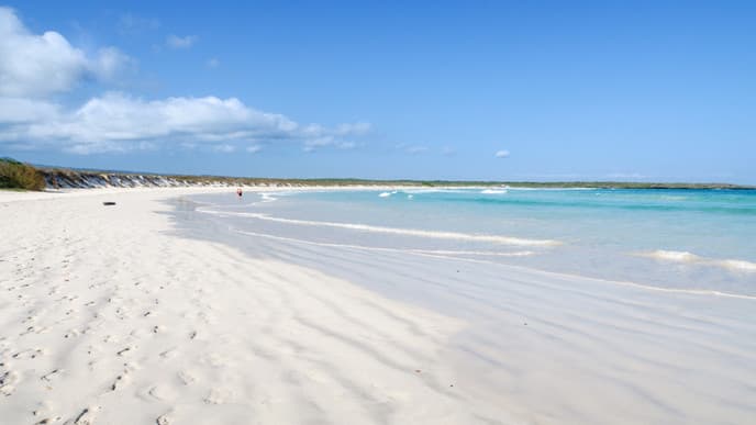 The wildlife of Tortuga Bay