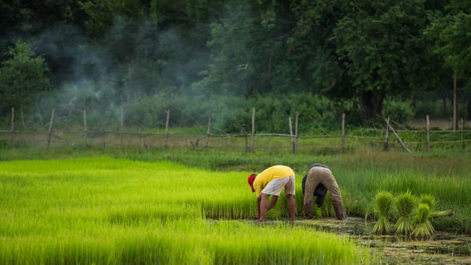 Enjoy yoga and wellness at Farmhouse Smiling Gecko