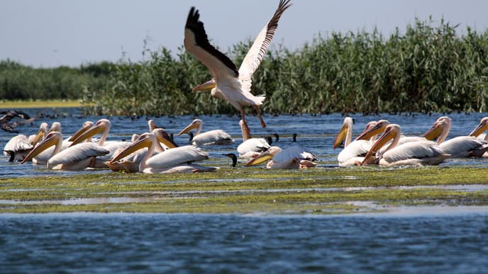 Take a Boat Trip Around the Danube Delta