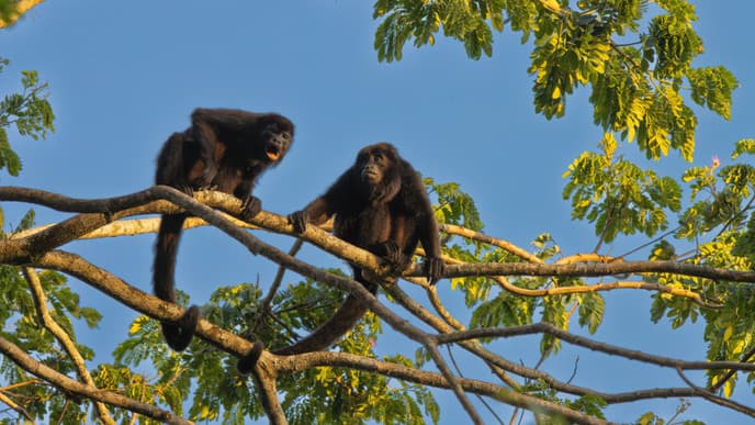 Into the heart of Corcovado National Park