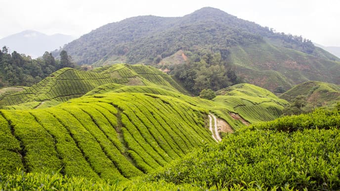 Journey to Tea Plantations and a Mystical Forest