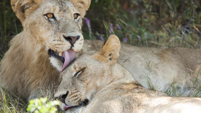 The many wonders of the Okavango Delta