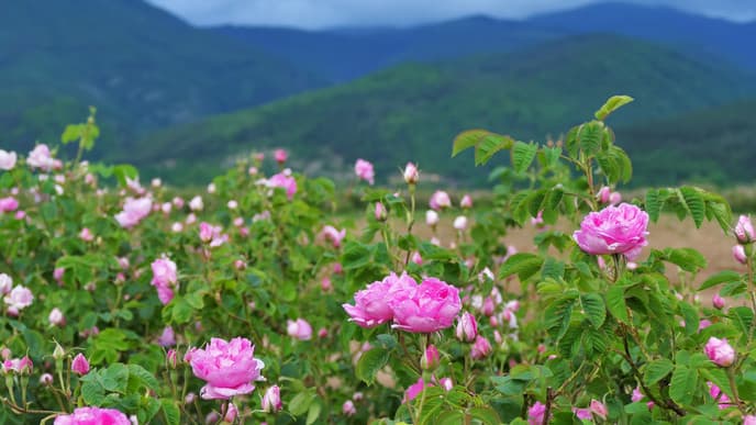 Visit the Valley of Roses