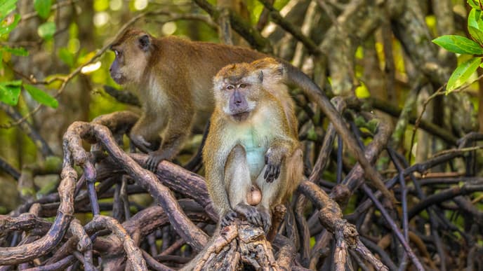 Adventure Through the Mangroves on a Boat Cruise