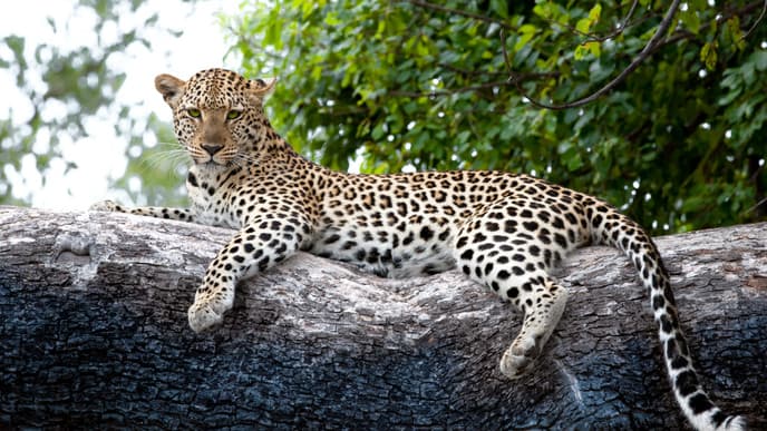 Wildtierbeobachtungen und tolle Fotomomente