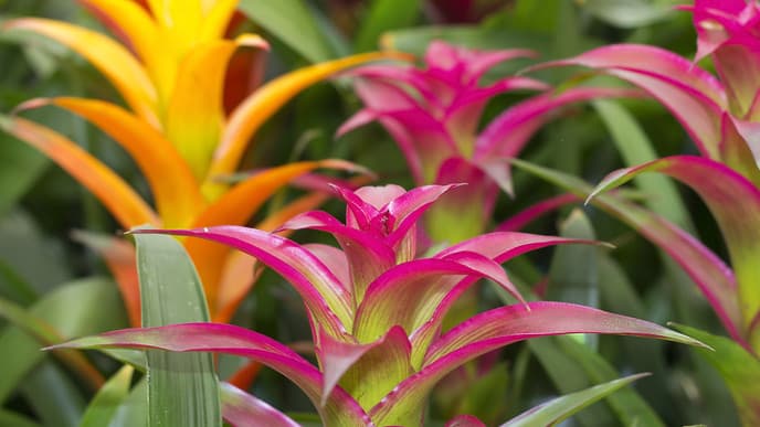 Rosa Delphine & Kaiman Safari