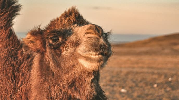 Sand dunes & camel rides