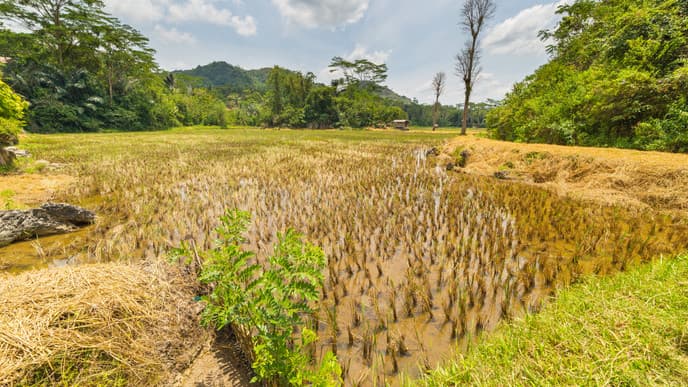 Kulturelle Schätze der Torajaner