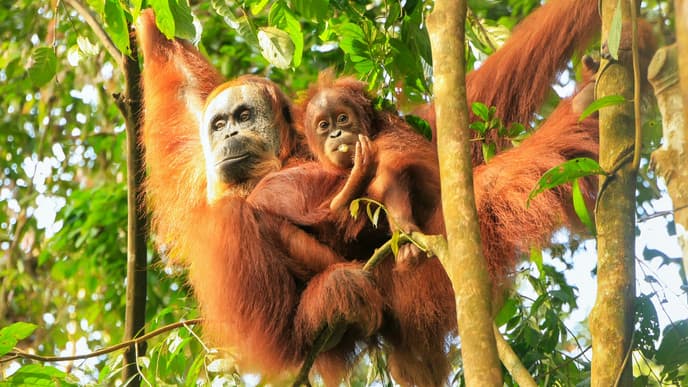 Bukit Lawang, das Tor zum Gunung Leuser Nationalpark