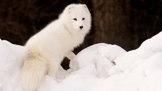 Visit the Ranua Wildlife Park