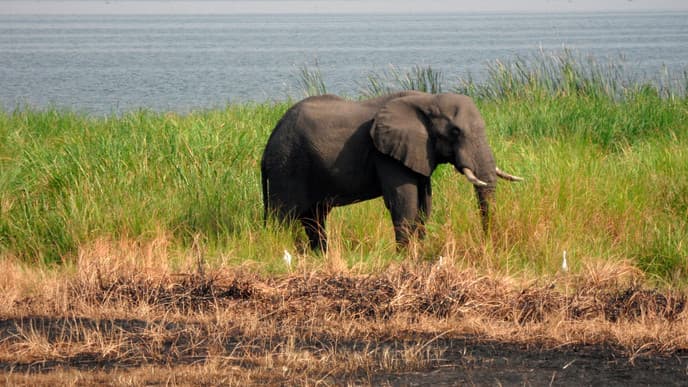 Animals of Uganda
