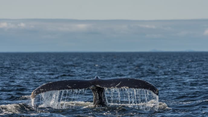 Whale-watching & fjords