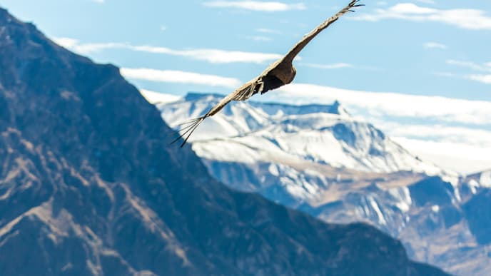 The flight of the condor