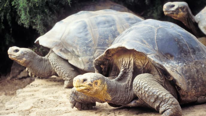 Flug zu den Galapagosinseln