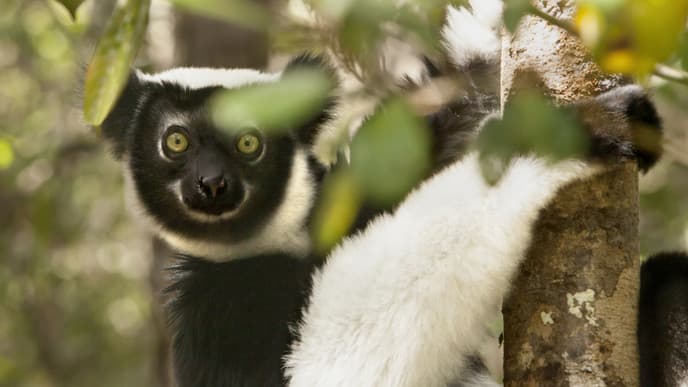 Wanderung durch den Marojejy Nationalpark