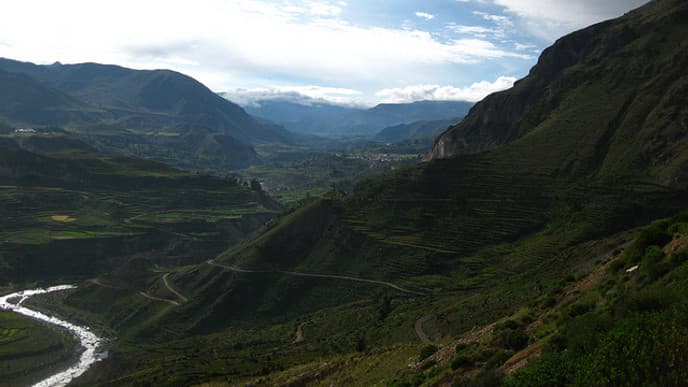 Kondore im Colca Canyon