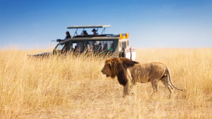 Find Lovely Elephants At Amboseli