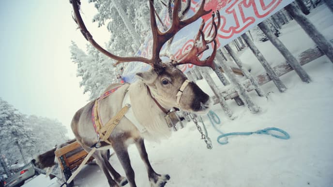 Reindeer ranch & Sami cultural experience