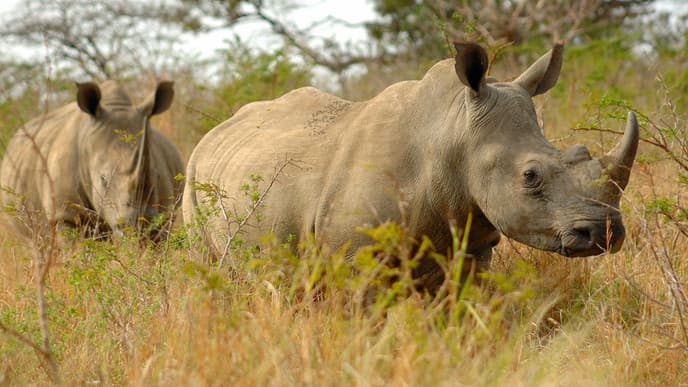 Rhino sightings and game drives