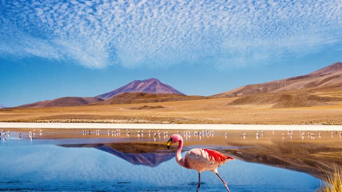 Im Land der Lagunen und Flamingos