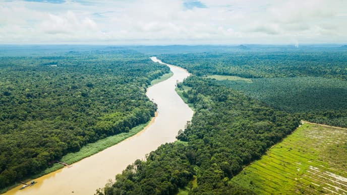 Enjoy A Cruise Down Menanggul & Kinabatangan River