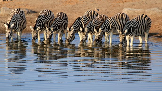Wilde Tiere im Etosha Nationalpark