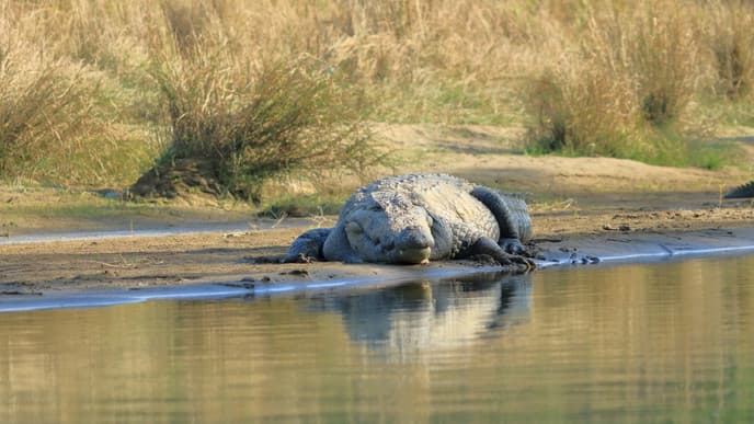 Encounter Wildlife at Chitwan National Park