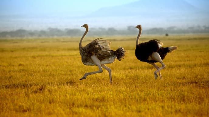 Head into the Wild to Amboseli National Park