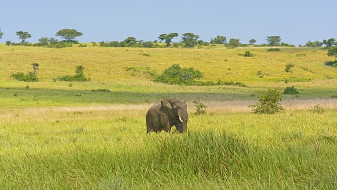 Look For Chimpanzees At Kibale Forest National Park