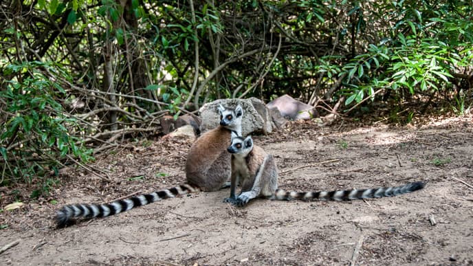 Exotische Tiere in freier Wildbahn