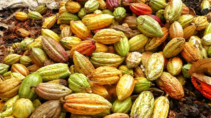 Tagesausflug im Kanu