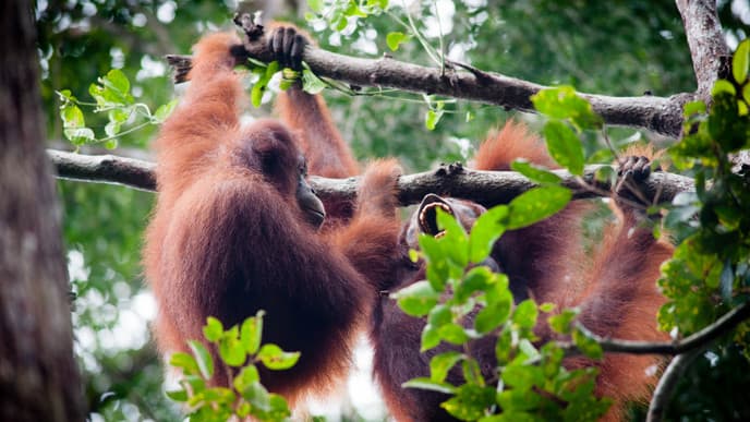 Meeting the Orangutans