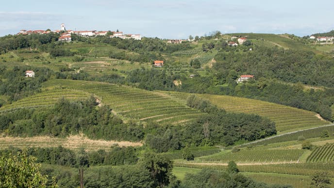 Explore the Gastronomy of the Region