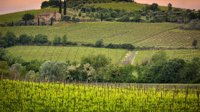 Trüffeljagd und Weinprobe