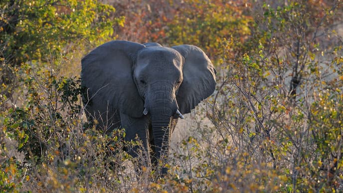 Auf der Suche nach den Big 5