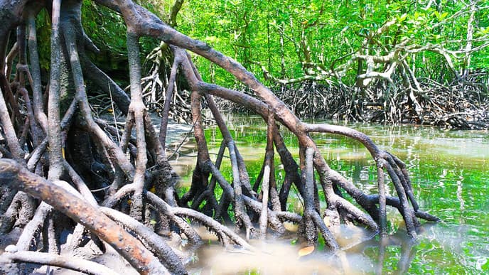 Mangrovenwald und einsamer Strand