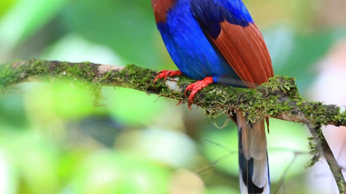 Go On An Early Morning Trek Inside the Beautiful Sinharaja Rainforest