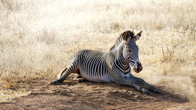 Discover The Stunning Diversity At Samburu National Reserve