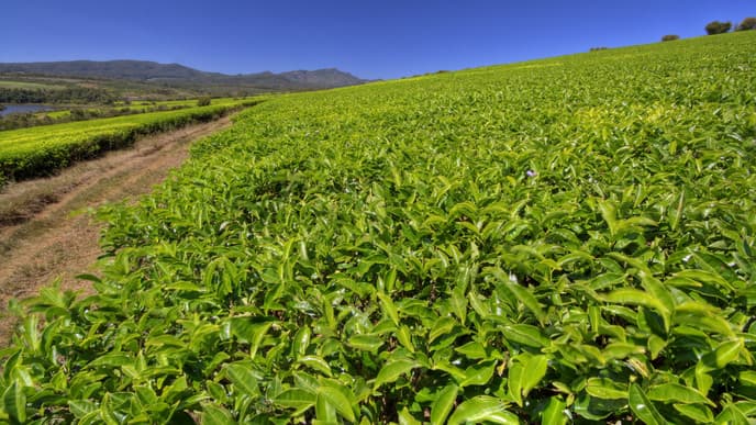 Marvel At The Sahambavy Village
