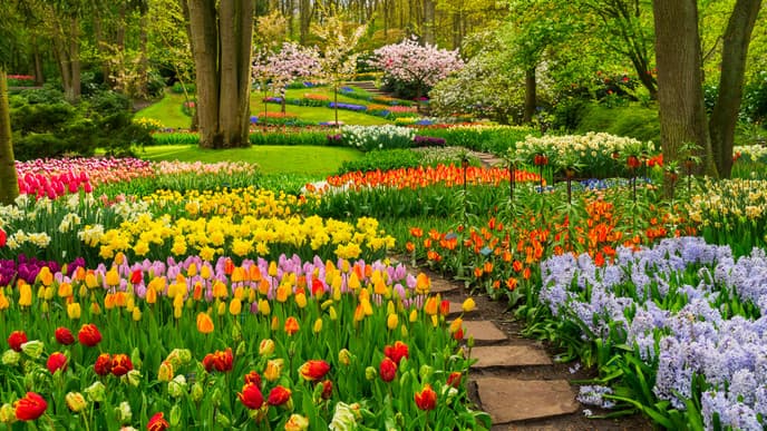 Spring flowers galore