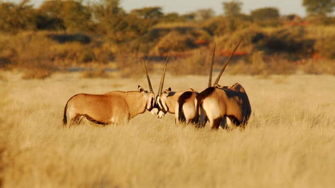 Märchenhafte Kalahari hautnah erleben